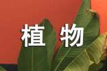 描写植物的段落（精选155段）