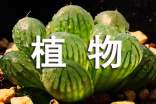 描写植物的摘抄段落170段