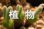 植物生长观察作文500字（通用32篇）