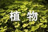 保护绿色植物手抄报素材