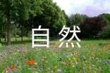关于写一处自然景观作文300字集合十篇