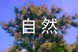 有关写一处自然景观作文集锦九篇