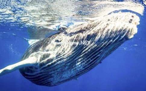 鲸鱼的自述