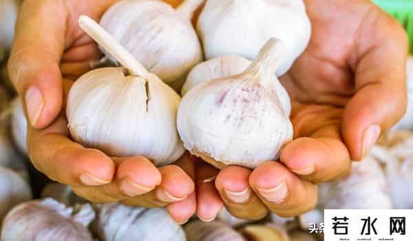 大蒜期货在哪里交易