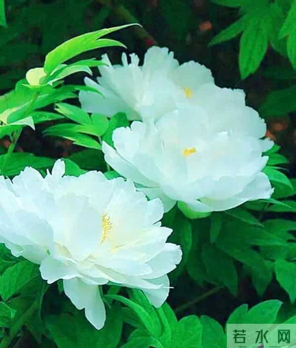 王一博以酒代水