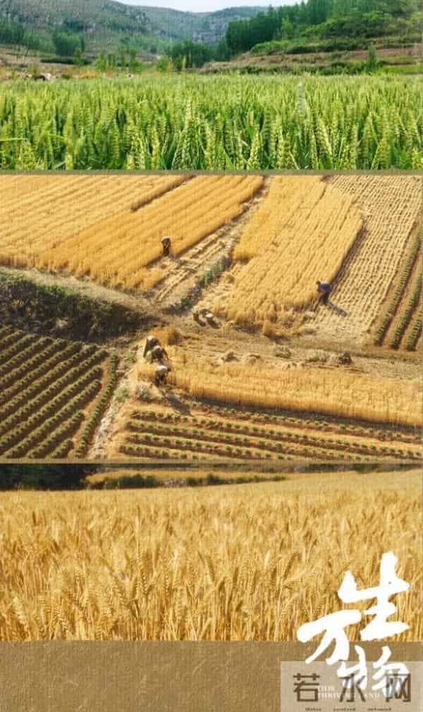 东方卫视幸福到万家免费观看全集