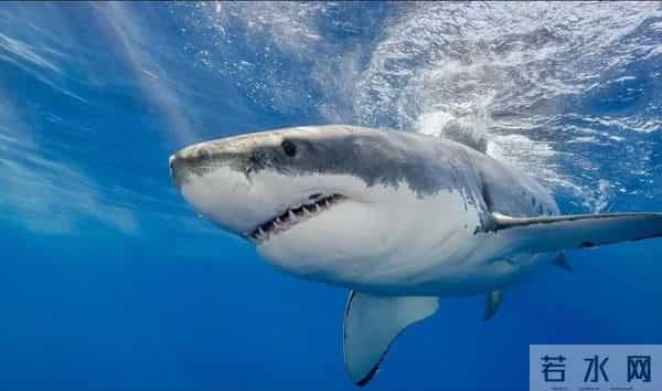 北冰洋发现400岁的格陵兰鲨鱼