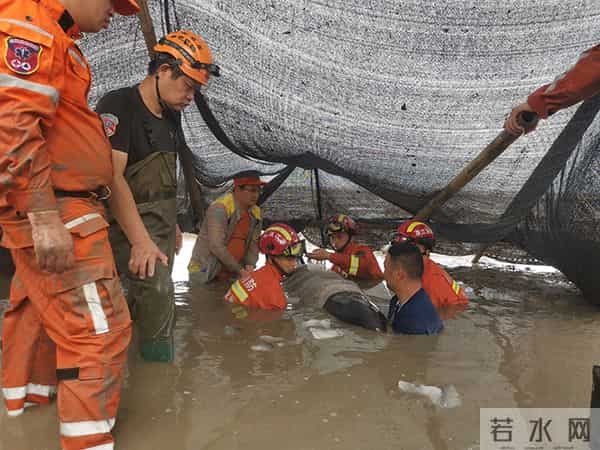 3头搁浅死亡瓜头鲸已被冷冻保存