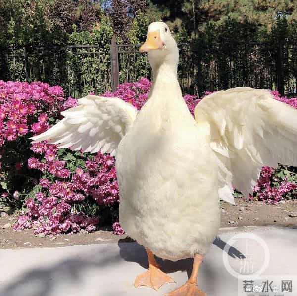 王珞丹发寻鸭启事