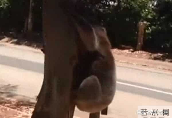 考拉打架打输哭到声音沙哑