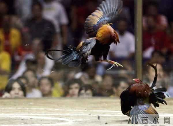 暴烈警官-菲警官因斗鸡殉职,凶残产业却价值数亿,全民热衷为何屡禁不止?