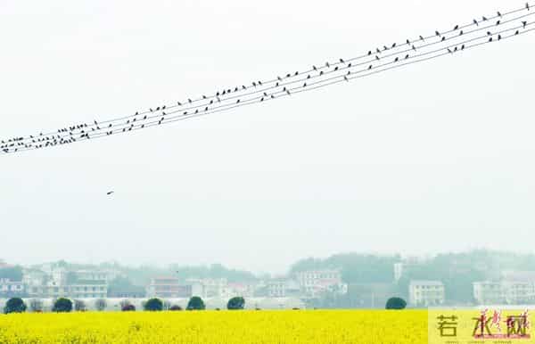 春天的旋律-春天的旋律