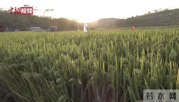 袁隆平表情包-马上出成绩！袁隆平新表情包又来了