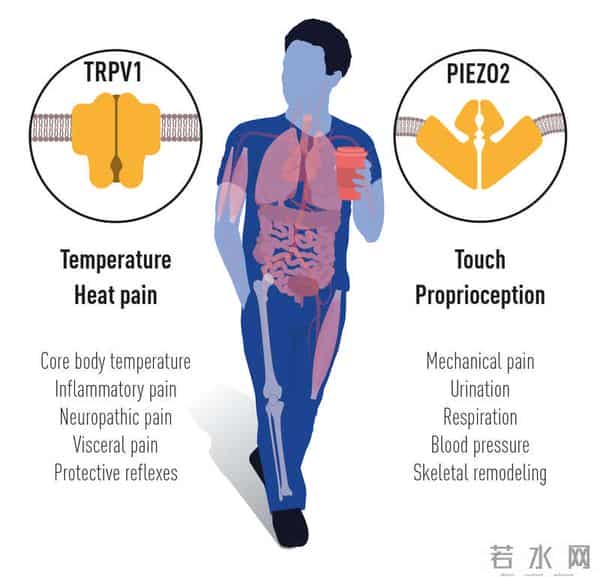 今年首个诺奖-破解人类感知之谜