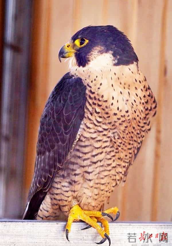 天空之王-守护“天空之王”，武汉21只获救猛禽重返蓝天