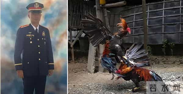 暴烈警官-菲警官因斗鸡殉职,凶残产业却价值数亿,全民热衷为何屡禁不止?
