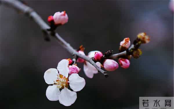 爱梅-读点｜爱梅爱到痴迷的文人们，“梅妻鹤子”实不足取