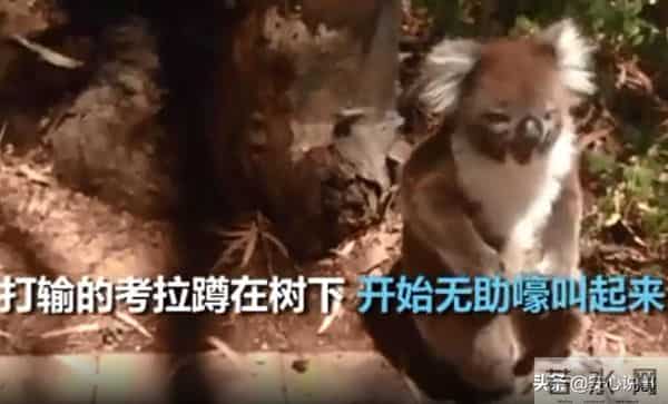 考拉打架打输哭到声音沙哑