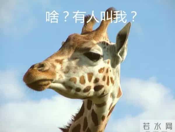 斑马身上的纹身是什么样子的-