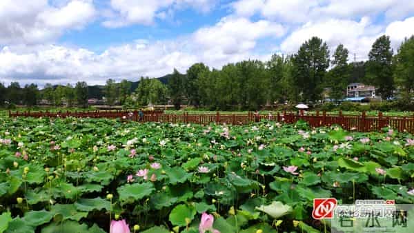 万荷塘-图说怀化|“万荷塘”迎来无数游客观赏