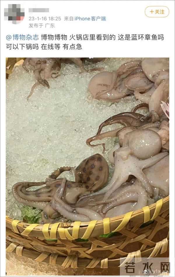 网友称吃火锅遇剧毒蓝环章鱼