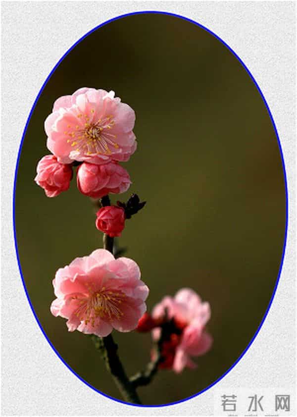 爱梅-读点｜爱梅爱到痴迷的文人们，“梅妻鹤子”实不足取