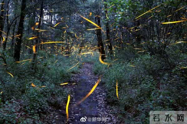 科学家发现1亿年前萤火虫祖先