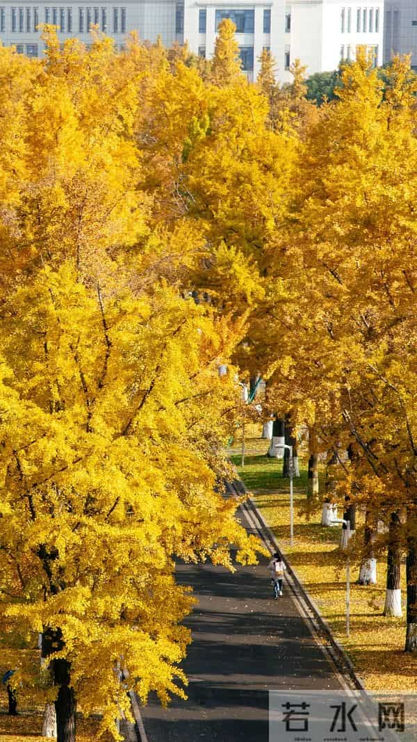 学霸情侣双双直博