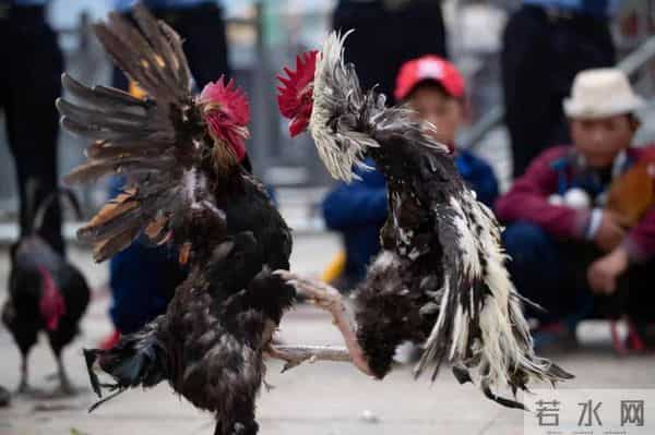 暴烈警官-菲警官因斗鸡殉职,凶残产业却价值数亿,全民热衷为何屡禁不止?