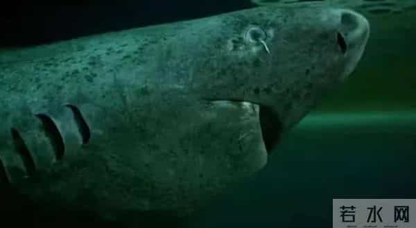 北冰洋发现400岁的格陵兰鲨鱼