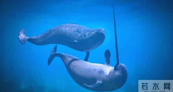 独角鲸的资料-独角鲸的角又尖又硬，为什么不能作为武器？