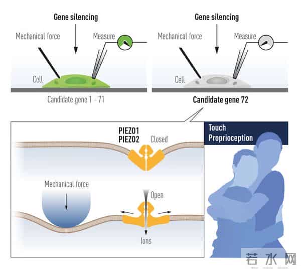 今年首个诺奖-破解人类感知之谜