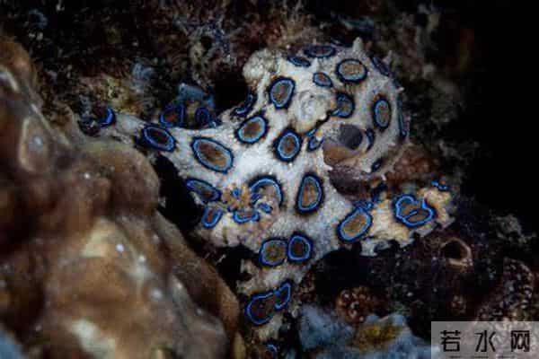 网友称吃火锅遇剧毒蓝环章鱼