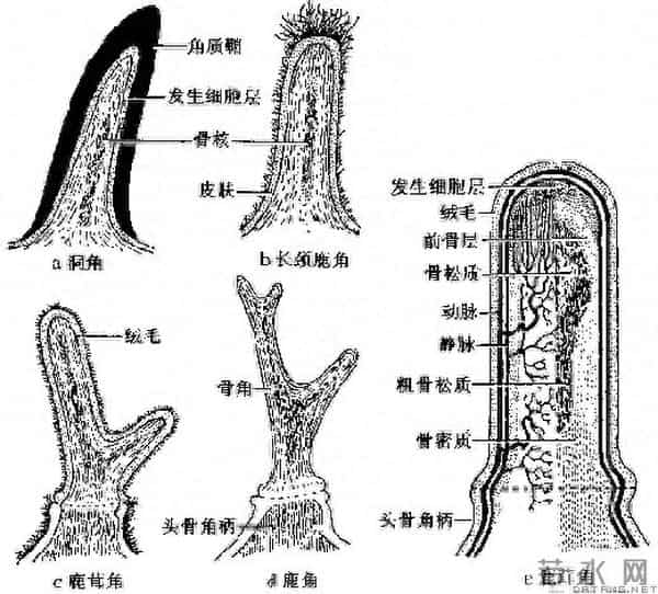 独角鲸的资料-独角鲸的角又尖又硬，为什么不能作为武器？