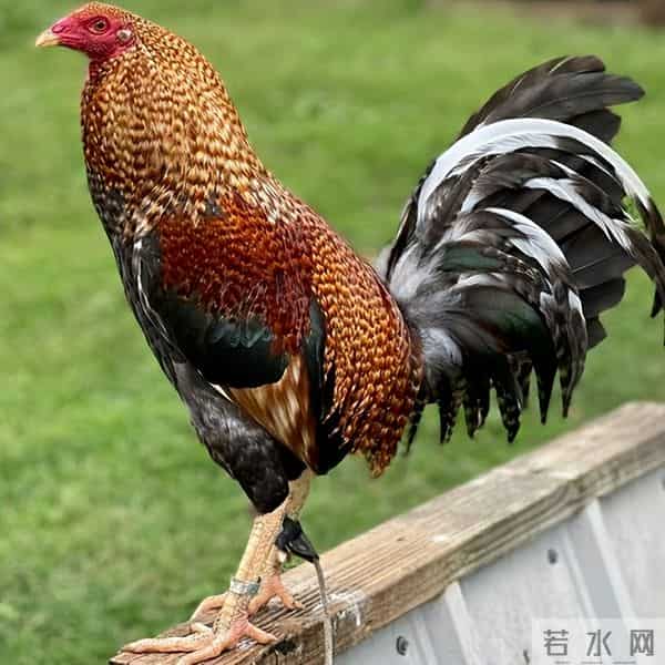 暴烈警官-菲警官因斗鸡殉职,凶残产业却价值数亿,全民热衷为何屡禁不止?