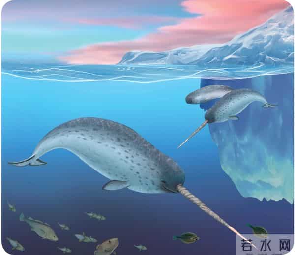 独角鲸的资料-独角鲸的角又尖又硬，为什么不能作为武器？