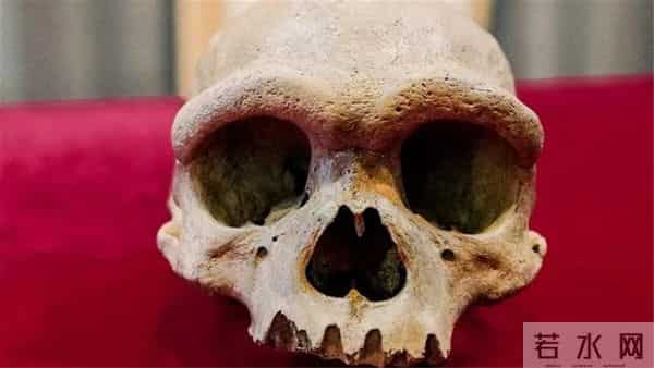 斯金格-14万年前“龙人”头骨，在中国被发现，专家：人类进化的有力证据