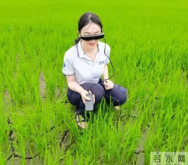 我国海水稻种植破百万亩