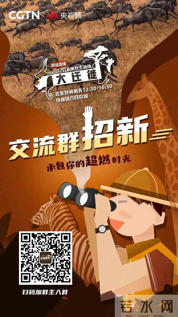 斑马是白马黑条纹还是黑马白条纹