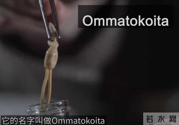 北冰洋发现400岁的格陵兰鲨鱼