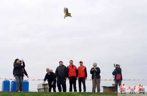 天空之王-守护“天空之王”，武汉21只获救猛禽重返蓝天