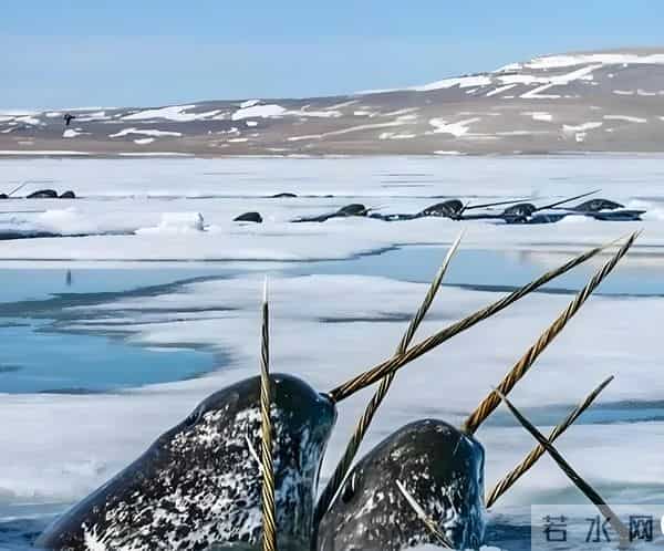 独角鲸的资料-独角鲸的角又尖又硬，为什么不能作为武器？
