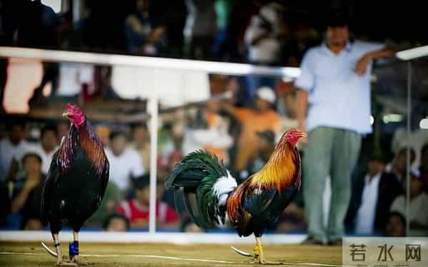 暴烈警官-菲警官因斗鸡殉职,凶残产业却价值数亿,全民热衷为何屡禁不止?