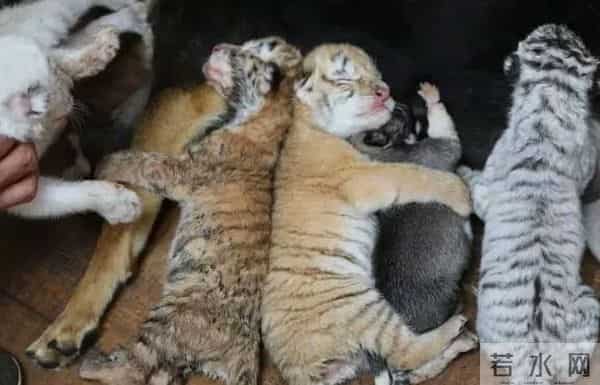 斑马身上的纹身是什么样子的-