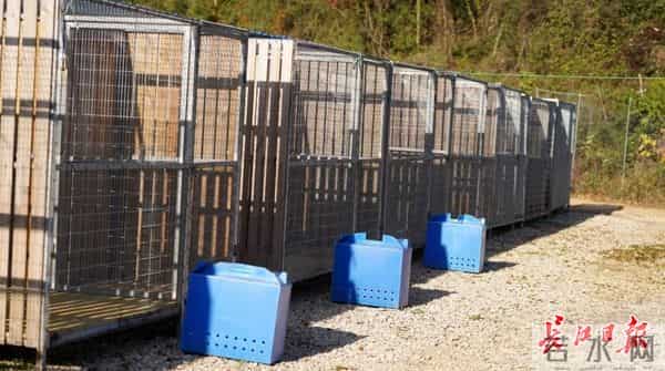 天空之王-守护“天空之王”，武汉21只获救猛禽重返蓝天