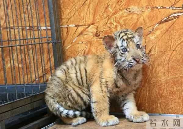 斑马身上的纹身是什么样子的-