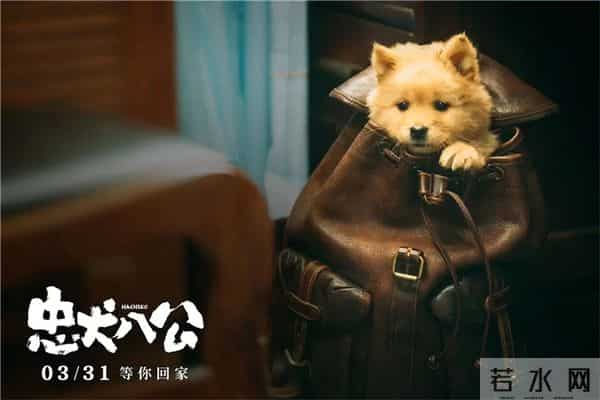 《忠犬八公》总票房破5000万