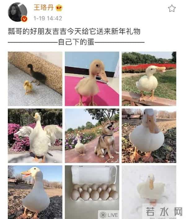 王珞丹发寻鸭启事
