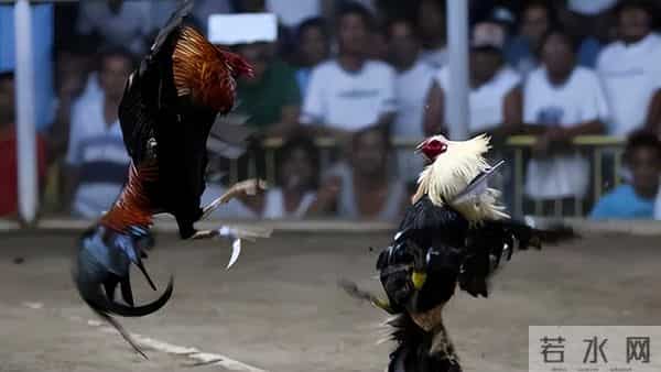 暴烈警官-菲警官因斗鸡殉职,凶残产业却价值数亿,全民热衷为何屡禁不止?