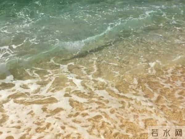 游戏王作者去世